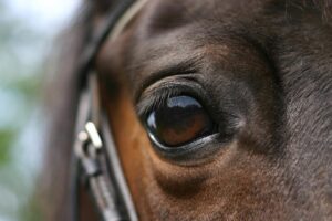 Close-up shot of a horse's dark brown eye and leather bridle halter.