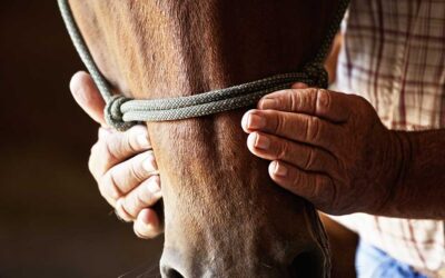 Dental Concerns for Senior Horses