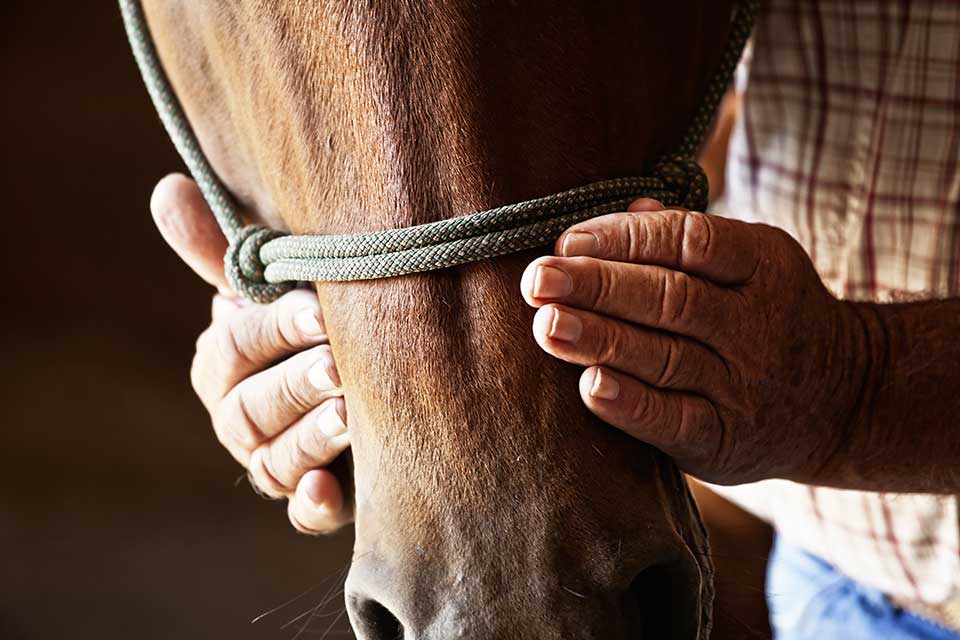 Dental Concerns for Senior Horses