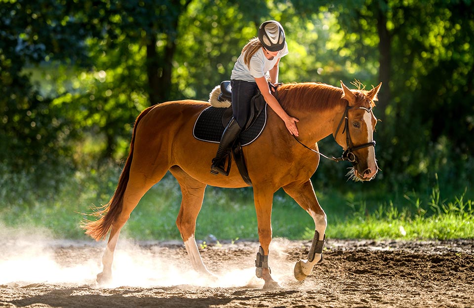Inflammatory Airway Disease – Targeted Treatments Help Horses Breathe Easy