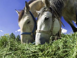 Know Your Hay: 101 of Two Popular Horse Feed Blends