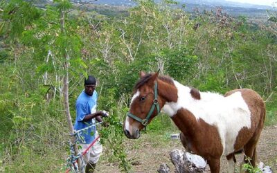 A St. Croix Veterinarian’s Connection with Maine’s Lucerne Farms