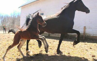 Nutrition & The Foaling Mare