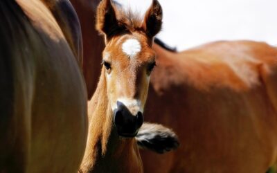 Equine Immunizations Part I: The Best Way to Protect Your Horse’s Health