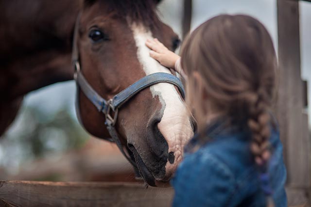Equine Immunizations Part II: Virus Reports Drive Concerns for Horse Owners