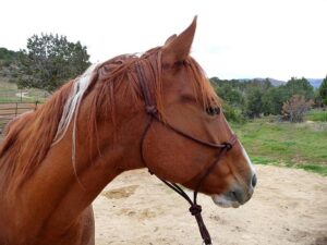 Profile view of a chestnut horse wearing a rope halter