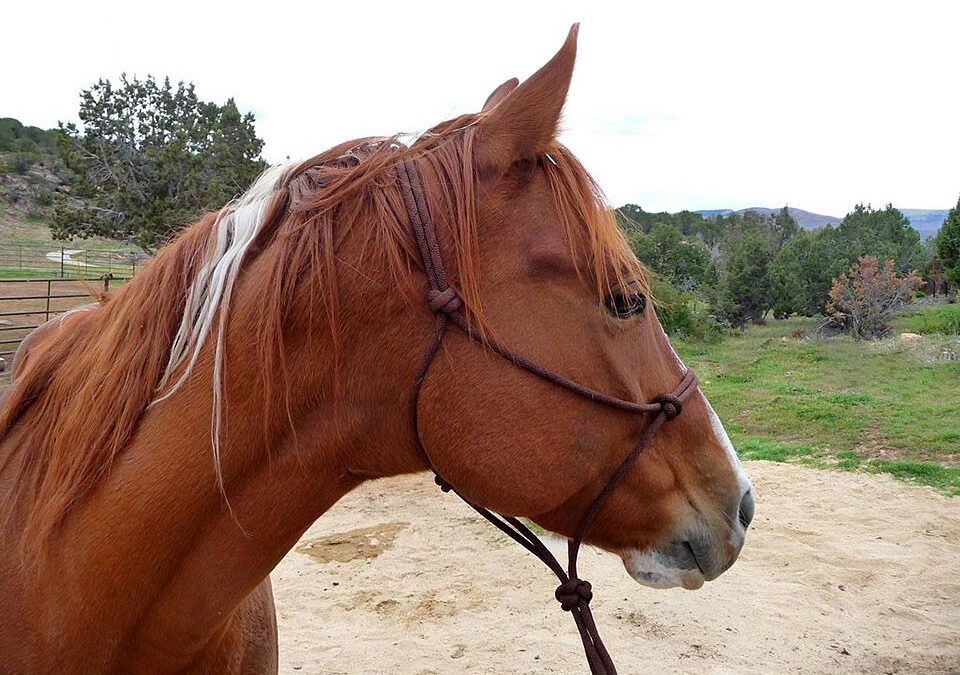 Horse Spinal Manipulation