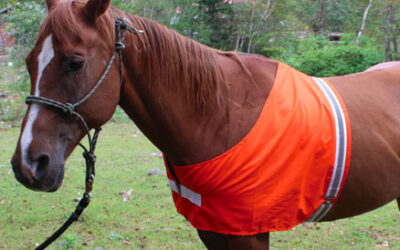 Tick Prevention & Your Horse