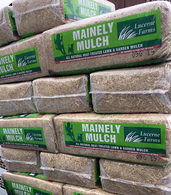 Mainely Mulch Sighting