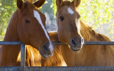 Tale of Two Horses: Nutrition Discrepancies Cause Owner Frustrations