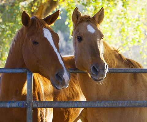 Tale of Two Horses: Nutrition Discrepancies Cause Owner Frustrations