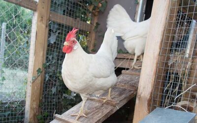 Garden Gold: Chicken Bedding A Natural for Mulch