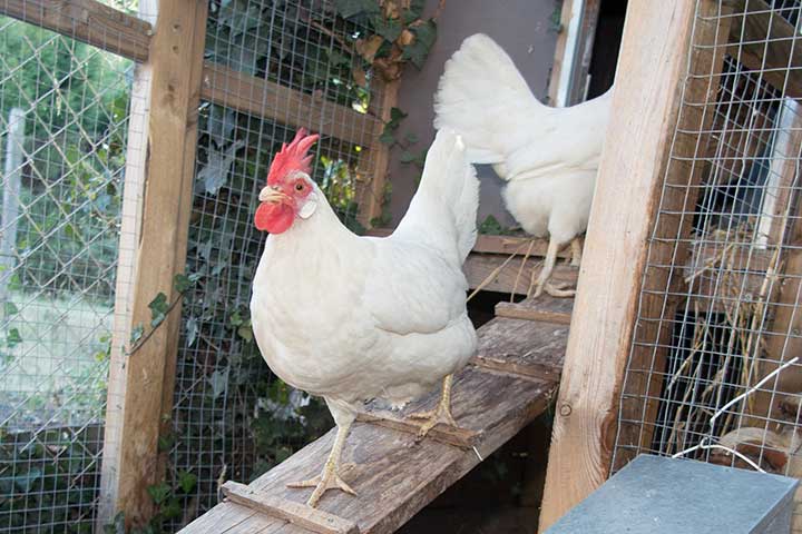 Garden Gold: Chicken Bedding a Natural for Mulch