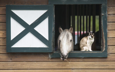 Summer in the Stall?