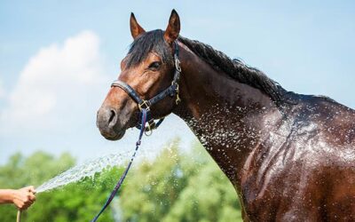 Top Tips for Helping Your Horse Beat the Heat