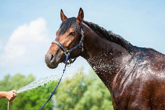 Top Tips for Helping Your Horse Beat the Heat