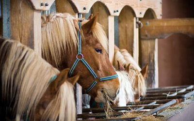 Chopped! Why A Fiber-First Diet of Chopped Hay Helps Horses