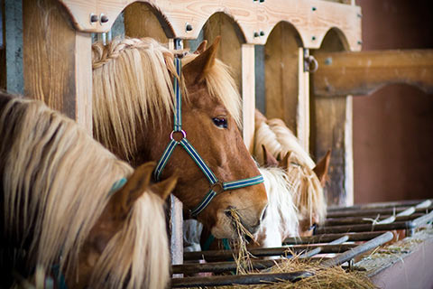 Chopped! Why A Fiber-First Diet of Chopped Hay Helps Horses