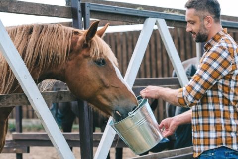 A Horse’s Digestive System: The Basics