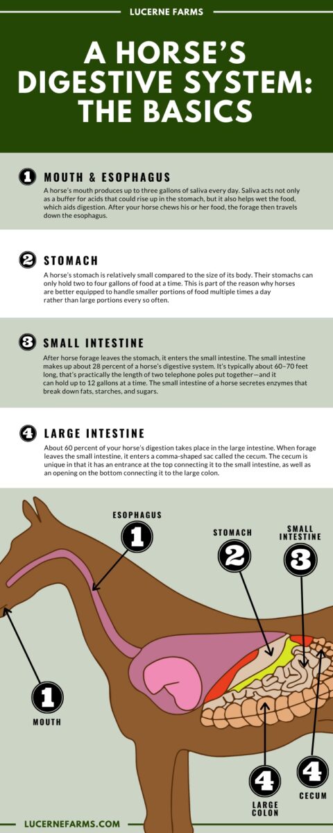 A Horse’s Digestive System: The Basics