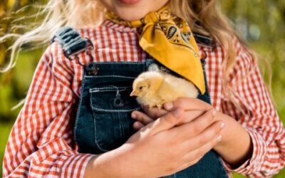 How to Take Care of Baby Chicks at Home