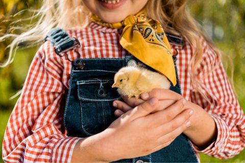 How to Take Care of Baby Chicks at Home