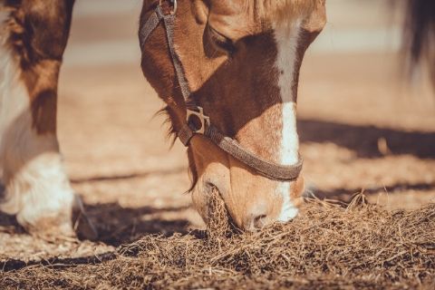 Caring for Your Older Horse Diet and Health 