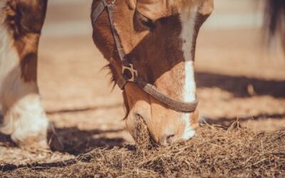 Caring for Your Older Horse: Diet and Health