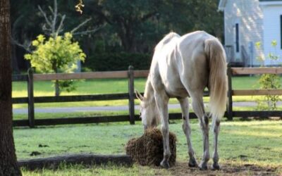 Tips For Feeding Your Horse for Weight Gain