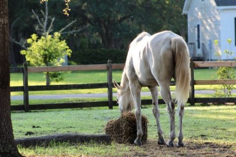 Tips For Feeding Your Horse for Weight Gain