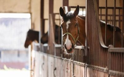 Factors That Affect the Nutritional Requirements of a Horse