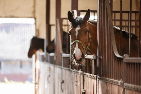 Factors That Affect the Nutritional Requirements of a Horse