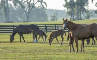 Understanding Your Equine’s Body Condition