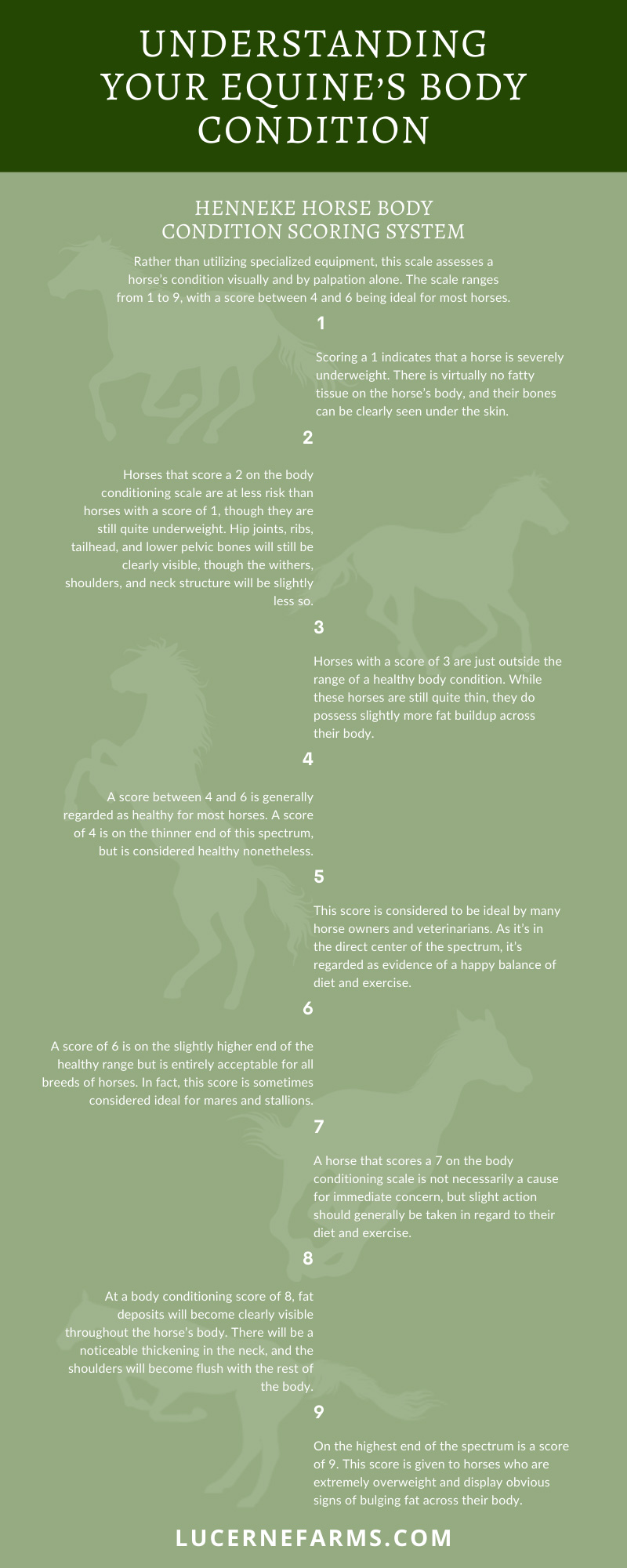 Understanding Your Equine’s Body Condition