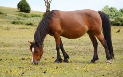 Considerations for Feeding Pregnant Mares