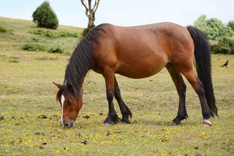 Considerations for Feeding Pregnant Mares
