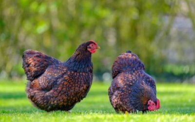 Guide to Feeding Your Backyard Chickens