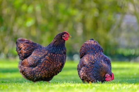 Guide to Feeding Your Backyard Chickens