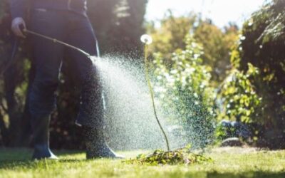 Beginner’s Guide to Lawn Maintenance