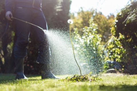 Beginner’s Guide to Lawn Maintenance