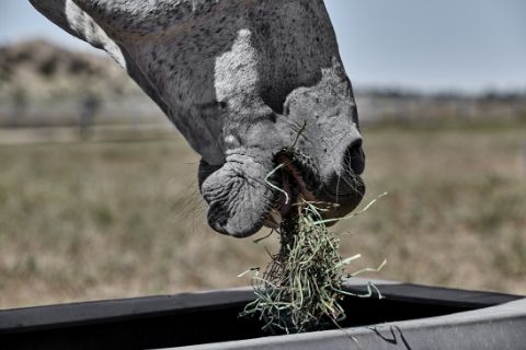 Most Common Horse Feeding Mistakes