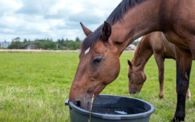 Treating Food-Related Causes of Diarrhea in Horses