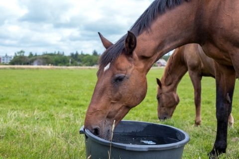 Treating Food-Related Causes of Diarrhea in Horses
