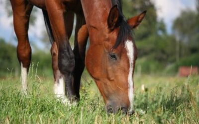 The Importance of Forage in a Horse’s Diet