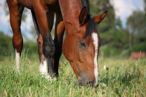 The Importance of Forage in a Horse’s Diet