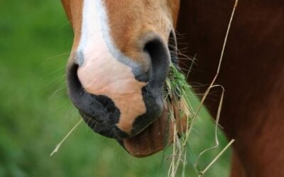 Diet Considerations for Overweight Horses