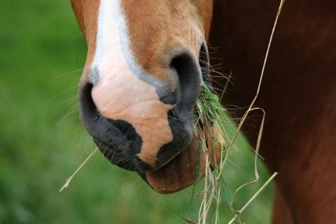 Diet Considerations for Overweight Horses