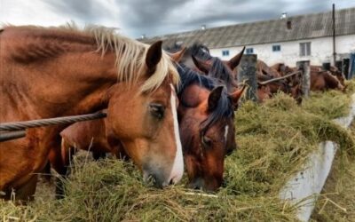 Advantages of a High Fiber Diet for Horses