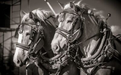 Tips for Feeding Your Draft Horse