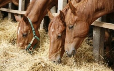 How To Calculate How Much Forage Your Horse Needs